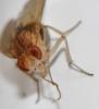 Sapromyzosoma quadricincta